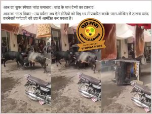 Bull Fighting, viral video, rajasthan, Uttar Pradesh, Balotra, akhilesh yadav,